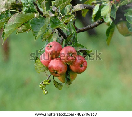 Picture of an Apples on tree after the rain