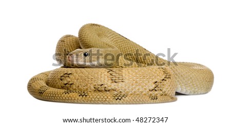 Trans-Pecos rat snake, Bogertophis subocularis, curled up in front of white background
