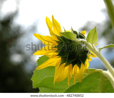 picture of a ripe sunflower in a garden