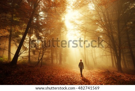 Male hiker walking into the bright gold rays of light in the autumn forest, landscape shot with amazing dramatic lighting mood Royalty-Free Stock Photo #482741569