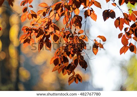 Early autumn in the park with view on colorful tree leaves, day time; note shallow depth of field