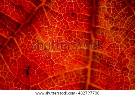 Close up of autumnal leaf