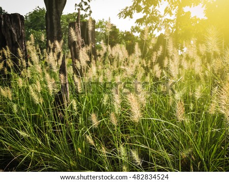  flowers grass , sunlight effect filter