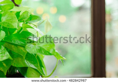 Green leaf with the window view that is blurry nature outside. Soft focus for background or insert texts.