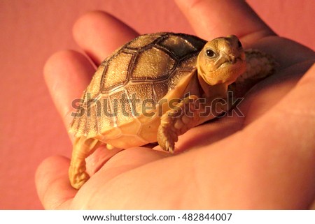 Cute portrait of baby tortoise hatching (Africa spurred tortoise) ,Birth of new life ,Closeup of a small newborn tortoise on warm light                               