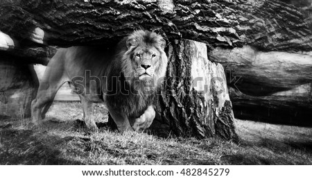 Vintage photo of beautiful lion which walked towards you & looked at you. Creative artwork. African wildlife. Sweet memories about travel to Africa & African safari. National Parks of Africa Vintage 