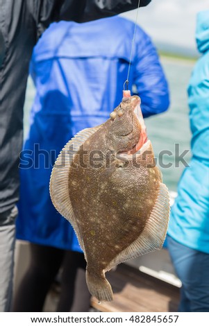 Flounder on the hook. Bottom sea fishing in the Pacific near Kamchatka.