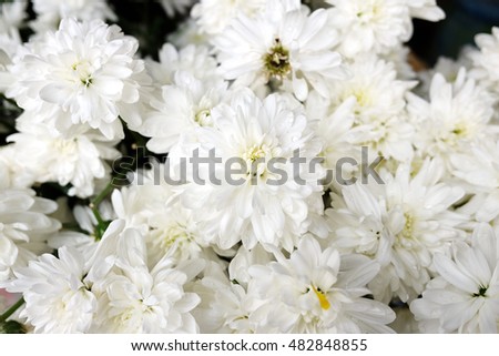 White Chrysanthemum Flower.