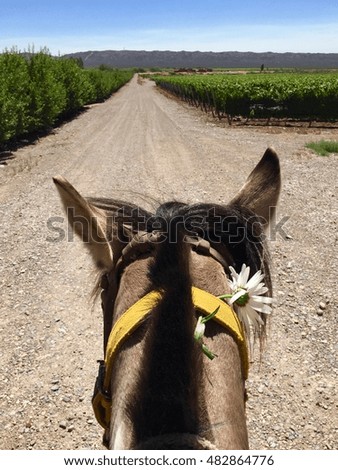 Cute horse with camomile Royalty-Free Stock Photo #482864776