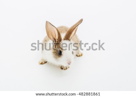 Little rabbit hare cute fluffy bunny domestic animal pet isolated on white background