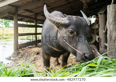 A buffalo eating grass
