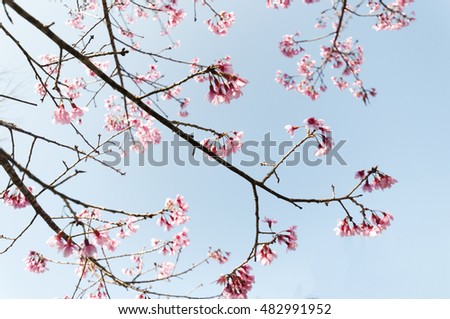 Pink Sakura flower blooming in Thailand, subject is blurred