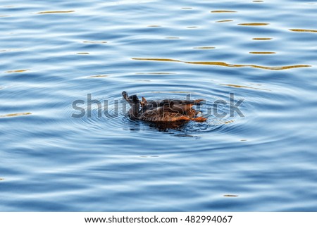 Young duck slowly floating by the calm blue lake 