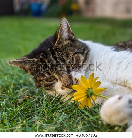 Beautiful Cat plays with a yellow Flower