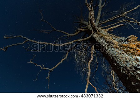 Old scary dry tree on a background of night sky. wide angle view from the bottom up.