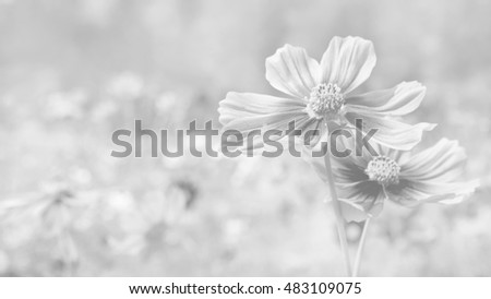 Blurred of Cosmos flowers blooming. in black and white color style for background.