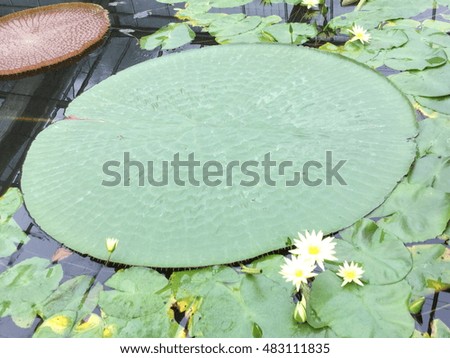 Beautiful Pink Lotus, water plant with reflection in a pond
