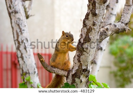 Squirrel with peanuts