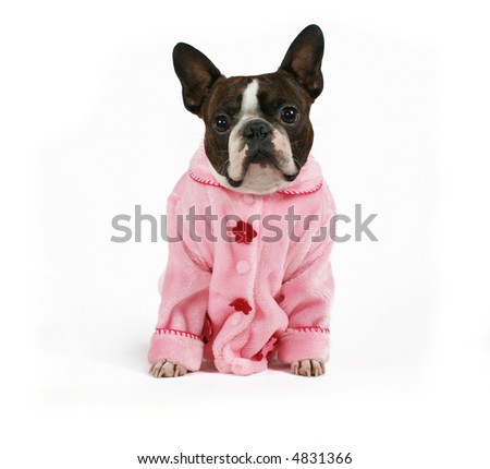 a boston terrier dressed in a pink coat