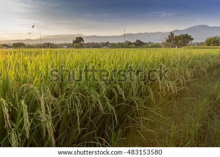 Golden rice fields in the countryside of Thailand The beautiful sunset at Terraced Paddy Field in Mae-Jam Village , Chaingmai Province of Thailand.