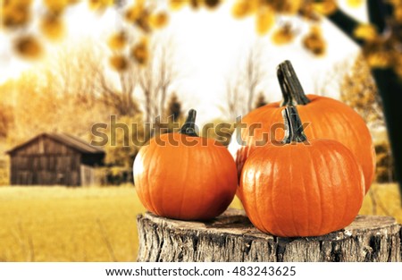 pumpkin in the sunny garden of October