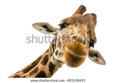 Close up shot of giraffe head isolate on white
