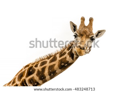 Close up shot of giraffe head isolate on white
