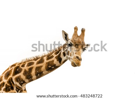 Close up shot of giraffe head isolate on white
 Royalty-Free Stock Photo #483248722