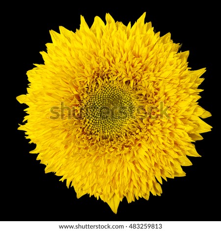  yellow sunflower isolated on black bakground.  Helianthus annuus.                             