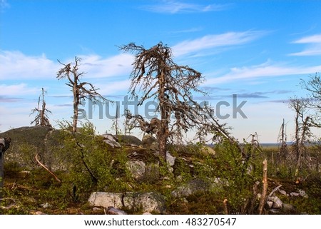 dead forest in Russia mountain