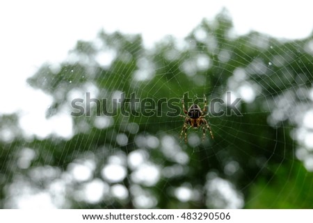 garden spider 