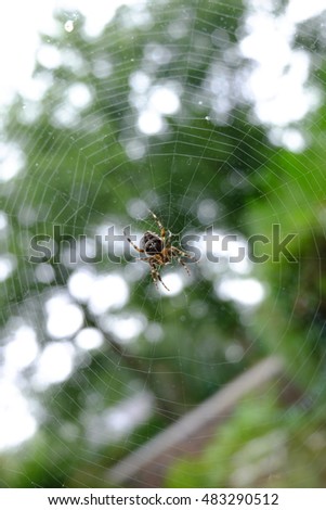 garden spider 