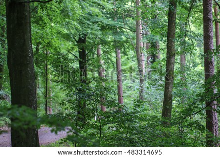 Beautiful landscape of green forest trees under sunlight.