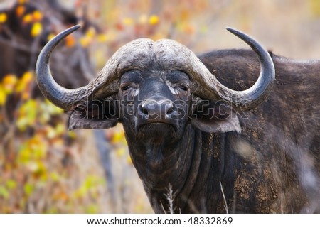 African Buffalo in Kruger National Park, South Africa