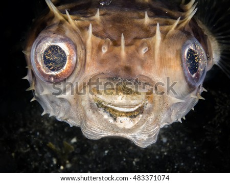 A smiling happy porcupine fish