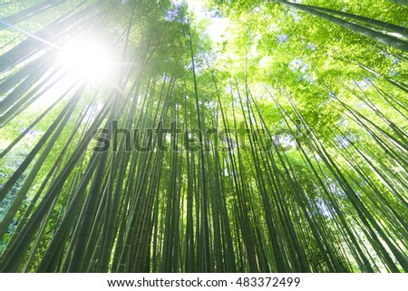 Bamboo forest green look up sunlight Komorebi lens flare Royalty-Free Stock Photo #483372499