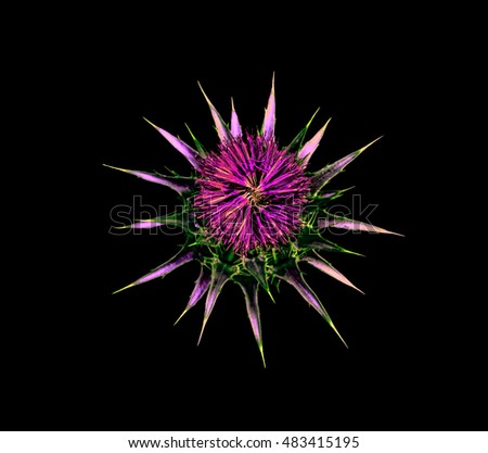 thistles flower on a black background, Common names include Scotch thistle, cardus marianus.
