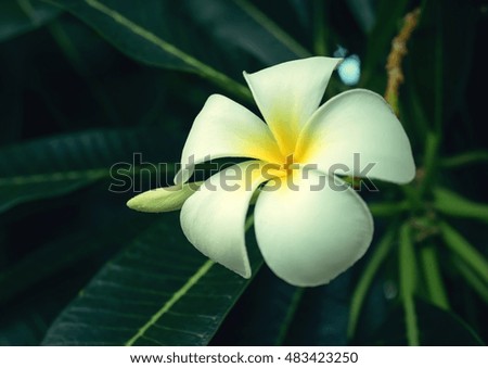 Tropical flowers frangipani (plumeria),on tree
