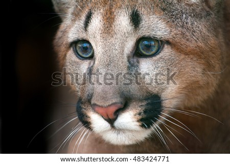 Puma portrait. Close up cougar with beautiful eyes on black background