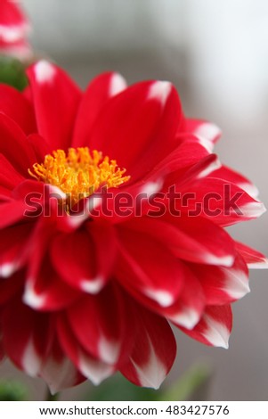 Beautiful red and white dahlia flowers