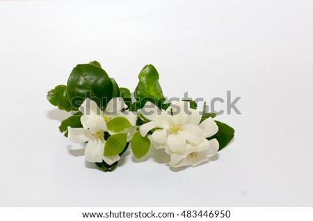 group of white jasmine and Orange Jessamine  isolated on white