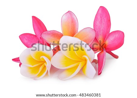 white and red frangipani (plumeria) flowers isolated on white