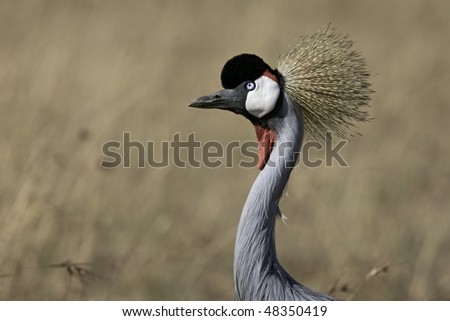 Grey crowned crane (Balearica regulorum). Kenya