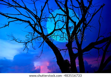 Twilight and sky and silhouettes of dry trees, effect full moon               