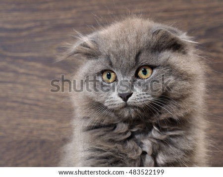 Portrait of a cute big cat with huge eyes. Grey Cat, Fluffy, Fold. The nose is black. It looks like an owl. Background wooden board
