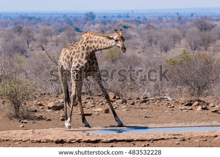giraffes at sunset to drink from puddles in the only remaining kruger national park south africa