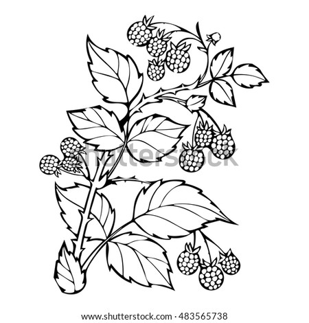 Raspberries coloring book, sketch, black and white illustration, monochrome. Branch raspberry leaves and berries. Forest painted berry, cartoon. Vector illustration