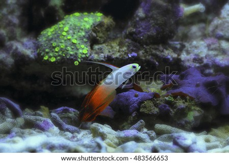 Marine or Sea Water Fish