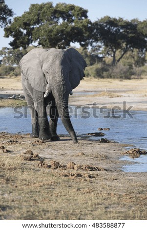 African Elephant feeding and bathing in the Khwai River area of Botswana