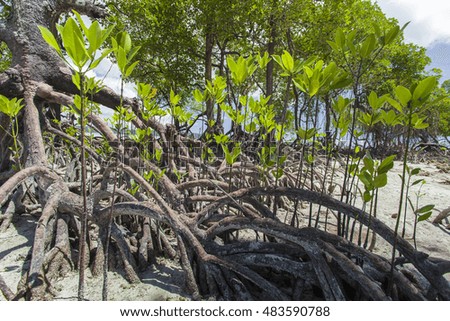 Mangroves in Andaman beach, India